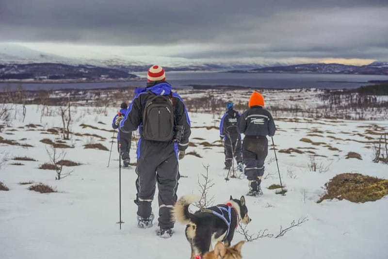 From Tromsø: Guided Husky Snowshoe Hike and Husky Camp Visit - Getting ready for a snowshoe hike