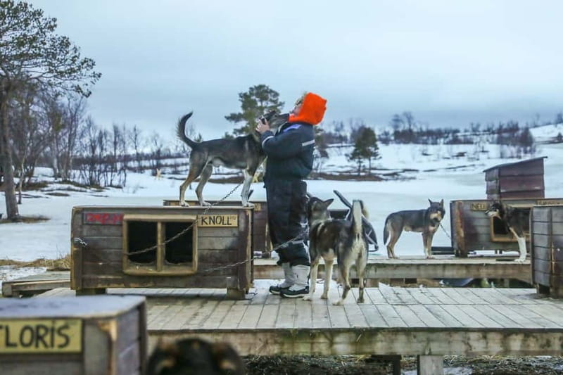 From Tromsø: Guided Husky Snowshoe Hike and Husky Camp Visit - Is $175 good value?