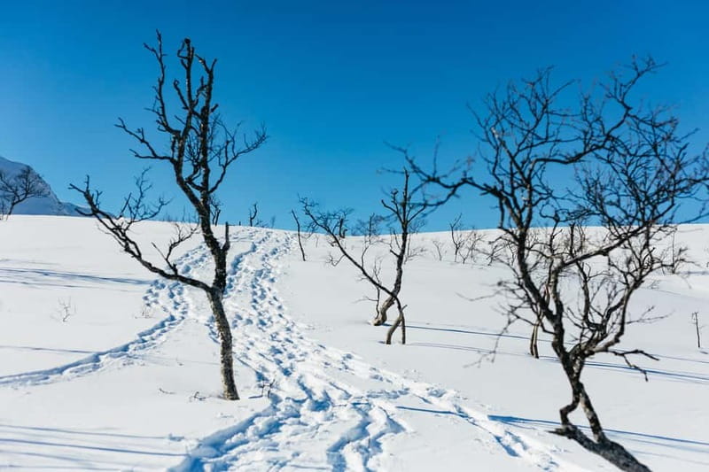 From Tromsø: Snowshoeing Hike with Picnic Lunch and Photos - Photos that let you leave your phone in your pocket