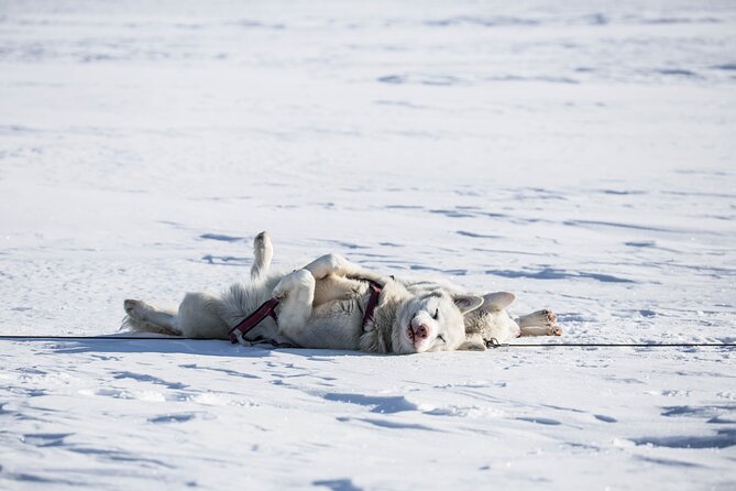 Fun & Easy Dog Sledding Adventure from Tromsø - Early Bird Tour - Key points before you book