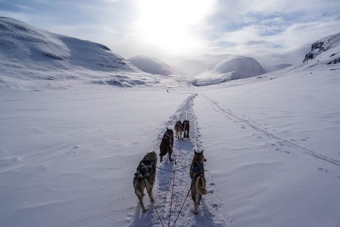 Fun & Easy Dog Sledding Adventure from Tromsø - Early Bird Tour - Taking turns on a two-person sled