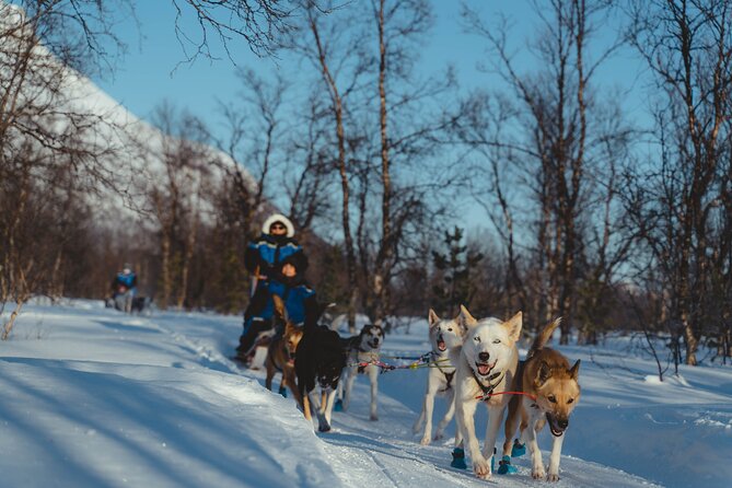 Fun & Easy Dog Sledding Adventure from Tromsø - Early Bird Tour - Coffee, cake, and a fire in the tipi