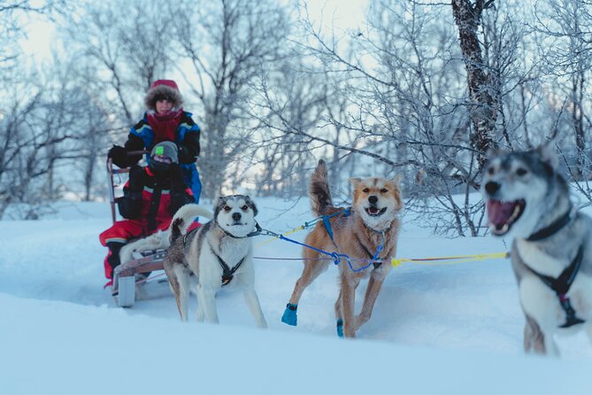 Fun & Easy Dog Sledding Adventure from Tromsø - Early Bird Tour - Who will enjoy this trip most?
