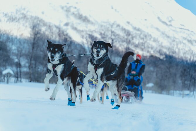 Fun & Easy Dog Sledding Adventure from Tromsø - Early Bird Tour - Meeting the huskies and getting ready