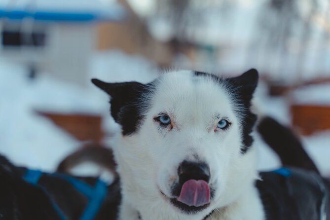 Fun & Easy Dog Sledding Adventure from Tromsø - Noon Tour - The Alaskan huskies bring the outing to life