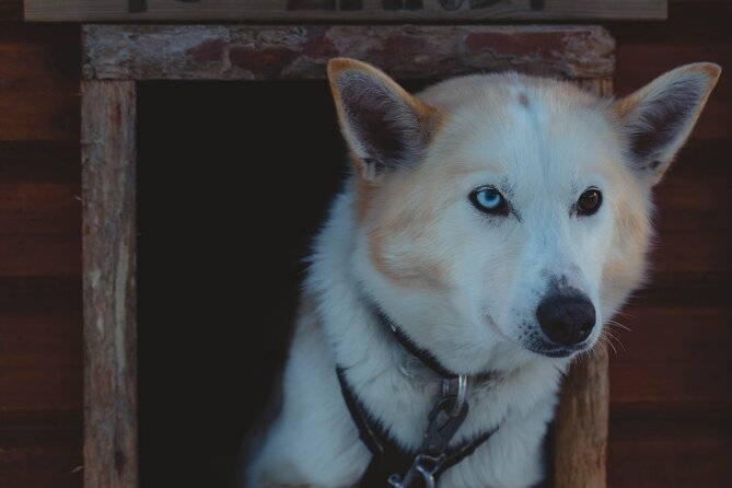 Fun & Easy Dog Sledding Adventure from Tromsø - Noon Tour - Who should book this Tromsø dog sledding tour