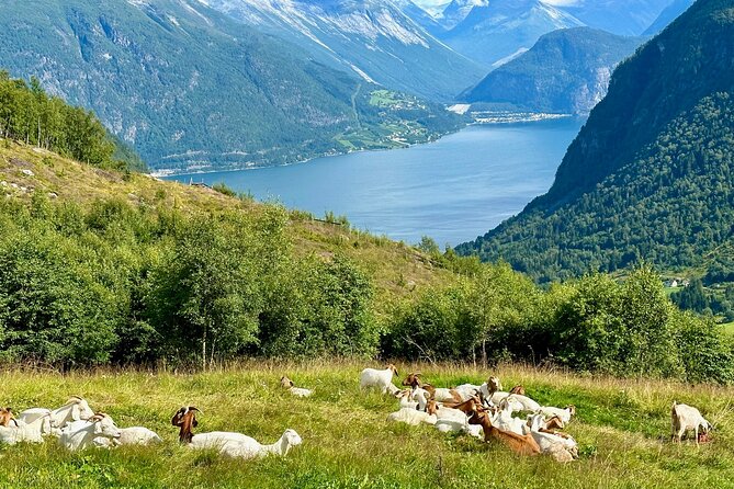 Geiranger by Royal route, 5 hours with visiting a high-mountain farm - Westerås Restaurant and the farm setting