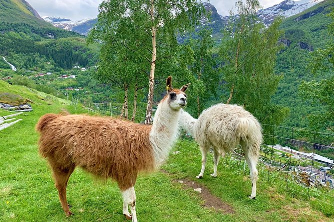 Geiranger by Royal route, 5 hours with visiting a high-mountain farm - What the $1,154 group price really means