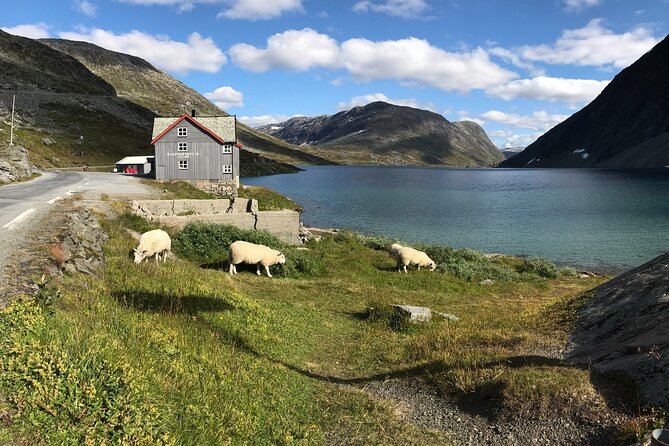 Geiranger: Sky to Fjord Downhill Biking Adventure - Opplenskedalen Valley and Knuten