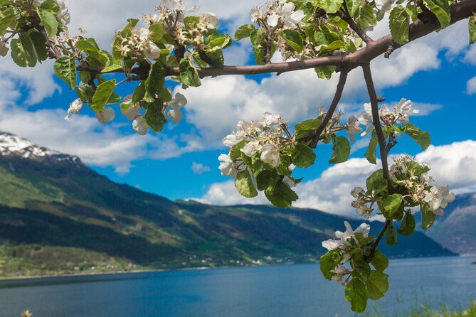 Guided tour to Hardanger Fjord, Waterfalls and Ferry Crossing - Utne and the old-world side of the fjord