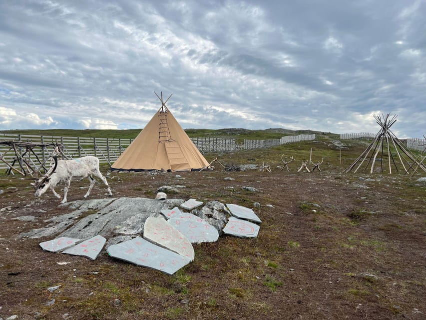 Hammerfest: Guided Tour - Meet Reindeer - Should you book the Salen Mountain reindeer visit?