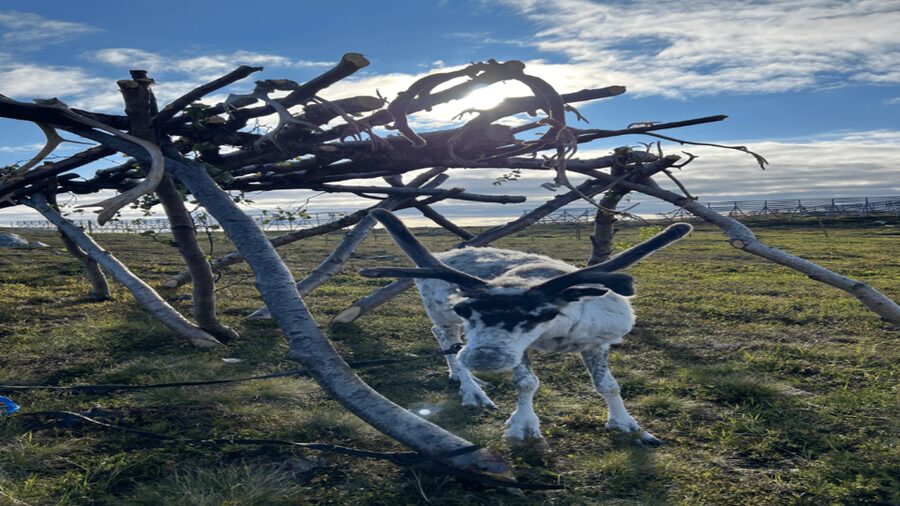 Hammerfest: Guided Tour - Meet Reindeer - Inside the lavvu beside the fire