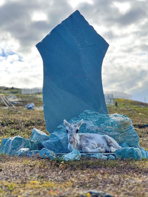Hammerfest: Guided Tour - Meet Reindeer - Who will enjoy this most