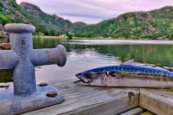 Inshore fishing in the Drangefjord - Key points to know before you book