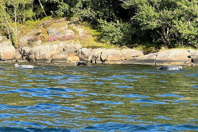 Inshore fishing in the Drangefjord - Seals, Viking settlements and the view from the water