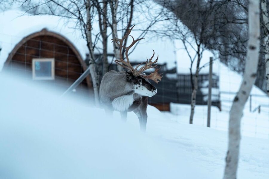 Kirkenes: Snowhotel Entrance Ticket - A drink, pastry, or meal at the restaurant