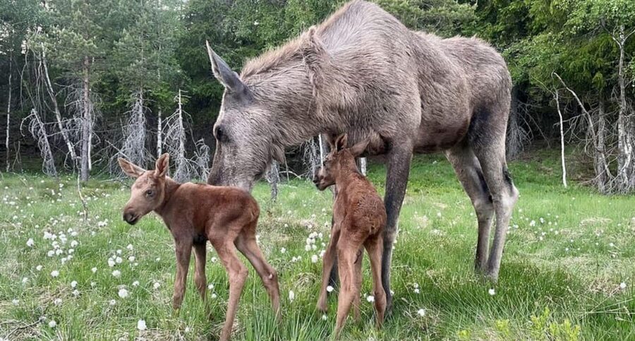 Kristiansand: Guided Bus Tour and Moose Park Experience - Key points to know before you go