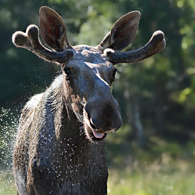 Kristiansand: Guided Bus Tour and Moose Park Experience - What to do during the 75-minute park visit