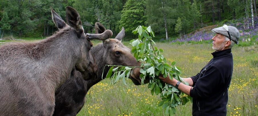 Kristiansand: Guided Bus Tour and Moose Park Experience - Practical tips for a smoother visit