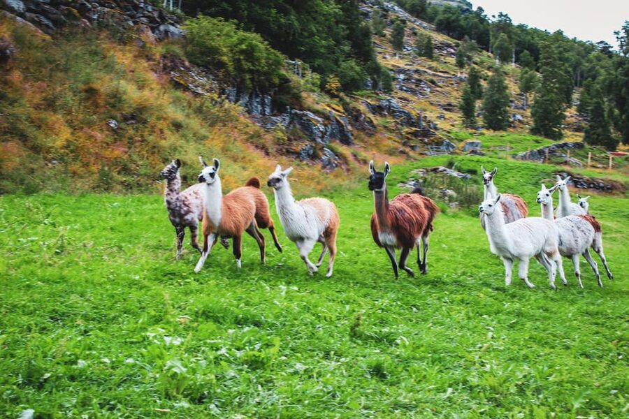 Ljøen, Hellesylt: Ljøen Farm Tour - A farm above three fjords