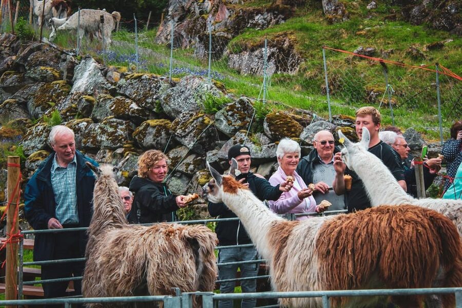 Ljøen, Hellesylt: Ljøen Farm Tour - Who will enjoy Ljøen most?
