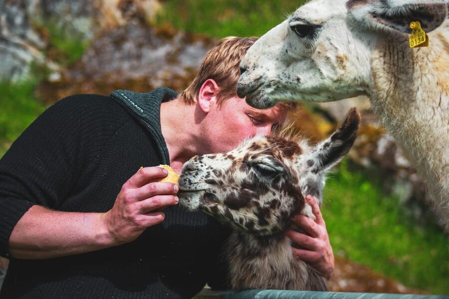 Ljøen, Hellesylt: Ljøen Farm Tour - Planning your hour in Hellesylt