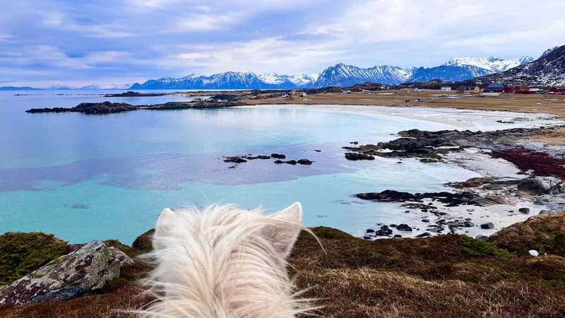 Lofoten: Guided Horse Riding Tour Over Hov and Hovsund - Who will enjoy this Hov Gård ride most?