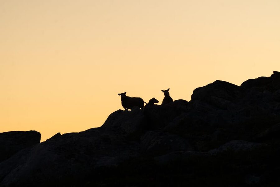 Lofoten Islands: Guided Hiking Into the Wilderness - Uphill - Who should book this uphill day?