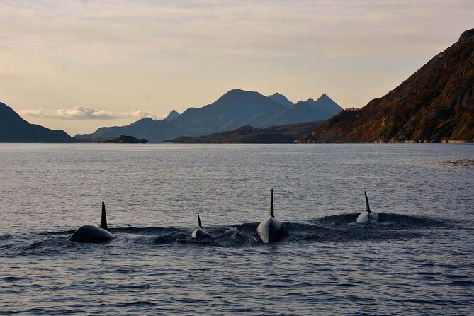 Lofoten RIB Sea Eagle Safari and Trollfjord Cruise - The Safety Gear You Actually Need