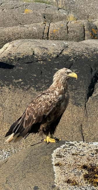 Lofoten: Trollfjord Sea Eagle Safari by RIB Boat - Weather, comfort, and safety