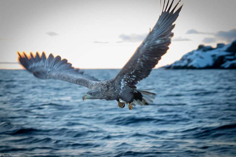 Lofoten: Trollfjord Sea Eagle Safari by RIB Boat - Across Raftsundet with mountains on both sides