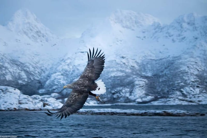 Lofoten: Trollfjord Sea Eagle Safari by RIB Boat - Viking places and stories from the water