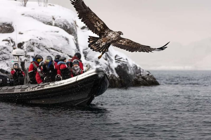 Lofoten: Trollfjord Sea Eagle Safari by RIB Boat - What $97 buys you