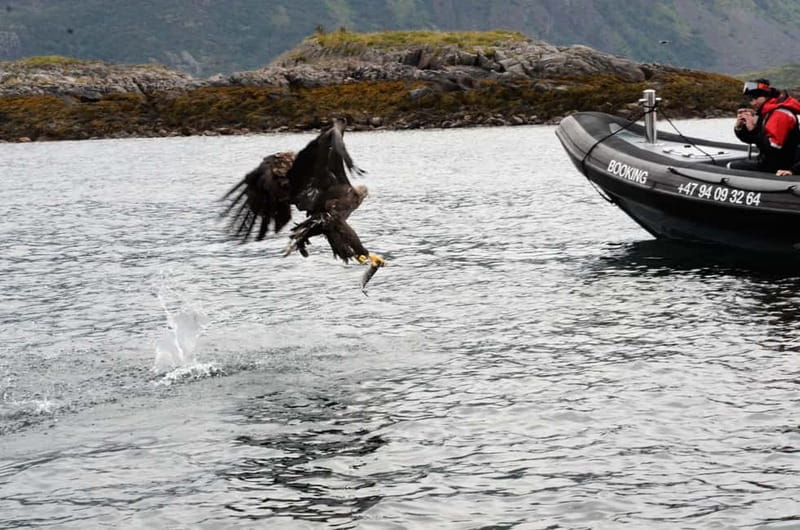 Lofoten: Trollfjord Sea Eagle Safari by RIB Boat - Who should take this tour