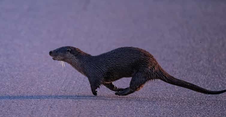 Lofoten: Wildlife Safari - Key points at a glance