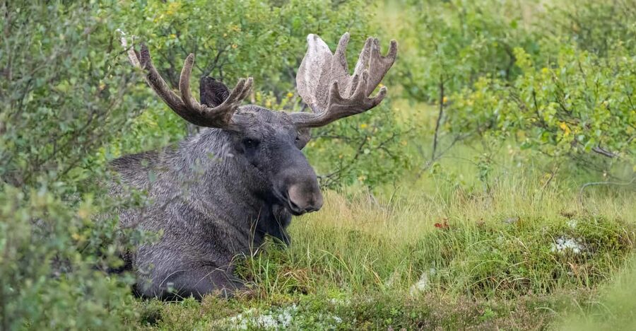 Lofoten: Wildlife Safari - A wildlife search shaped by Lofoten’s seasons