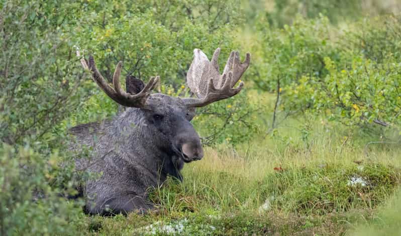 Lofoten: Wildlife Safari - Stopping for mountain, sea, and wildlife photography