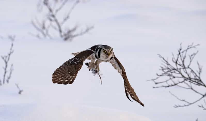 Lofoten: Wildlife Safari - Who should book this Lofoten safari?