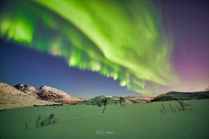 Minivan Northern Lights excursion (8 guests per minivan) - Skibotn and the Finnish border: the serious chase
