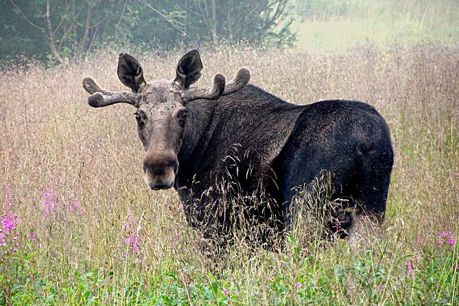 Moose Safari Bodo, Norway, Meet the Largest Land Animal in Europe - Why this evening safari is different