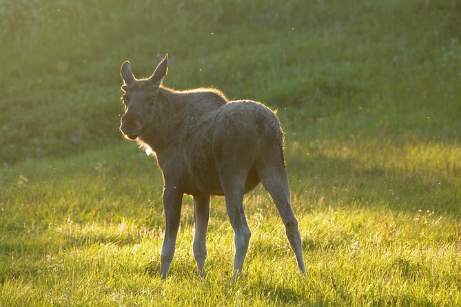 Moose Safari Bodo, Norway, Meet the Largest Land Animal in Europe - Starting at Scandic Havet at 7 pm