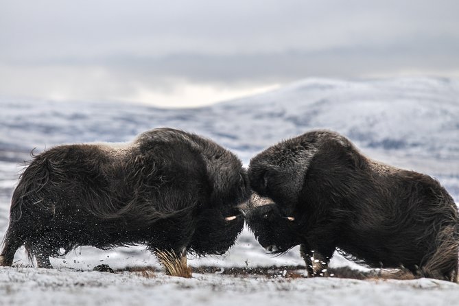 Musk ox Safari in Dovrefjell National Park, Oppdal Safari - Key points to know before you book