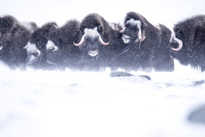 Musk ox Safari in Dovrefjell National Park, Oppdal Safari - Why Dovrefjell is the right place to search for musk ox