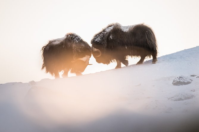 Musk ox Safari in Dovrefjell National Park, Oppdal Safari - What a musk ox sighting is really like