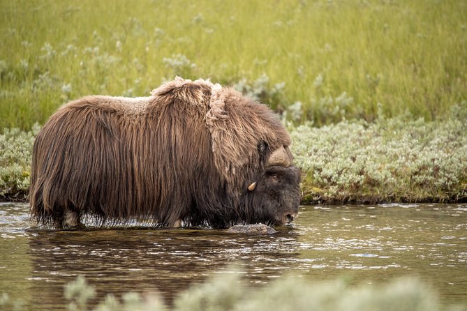 Musk ox Safari in Dovrefjell National Park, Oppdal Safari - Weather, clothing, and the physical effort