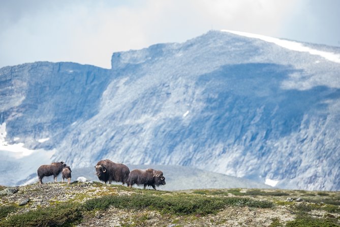 Musk ox Safari in Dovrefjell National Park, Oppdal Safari - Why the guides matter so much
