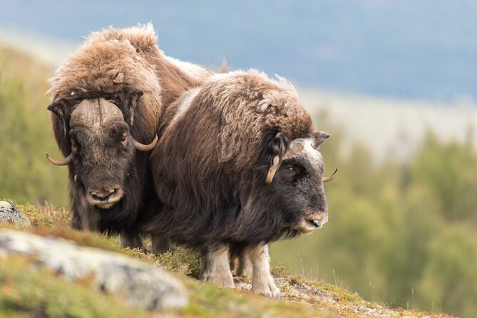 Musk ox Safari in Dovrefjell National Park, Oppdal Safari - A seven-hour day that starts at Grønbakken