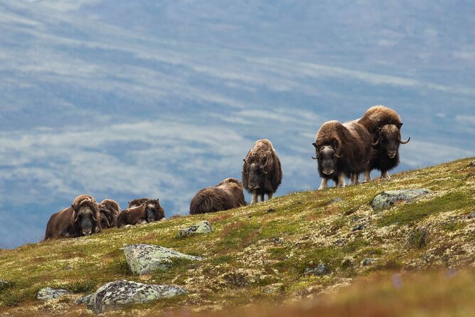 Muskox Safari from Hjerkinn | Dovre & Lesja Aktiv - Key points before you book
