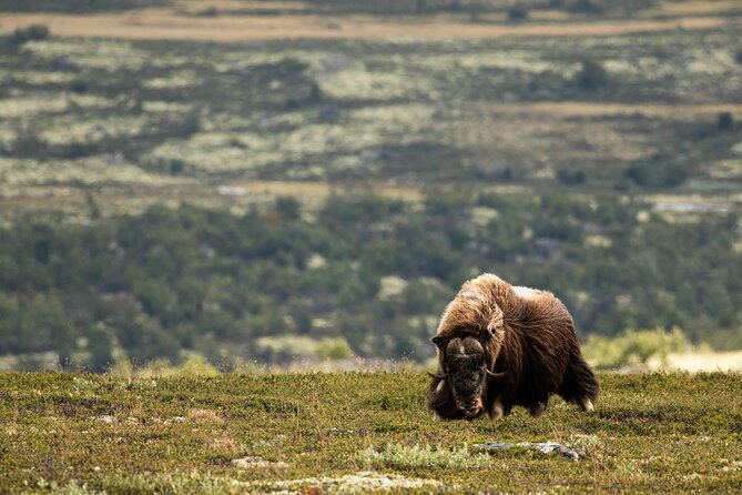 Muskox Safari from Hjerkinn | Dovre & Lesja Aktiv - Why Dovrefjell is the right place to search for muskox
