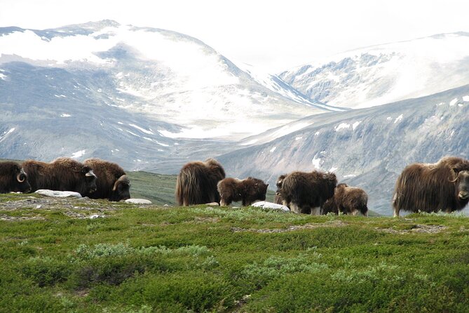 Muskox Safari from Hjerkinn | Dovre & Lesja Aktiv - The hike through Dovrefjell-Sunndalsfjella National Park